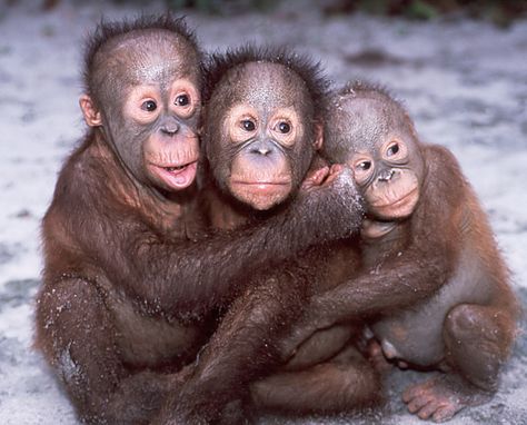 Cute Orangutan Babies! | Three baby orangutans from the Sepi… | Flickr Spirituality Practice, Three Monkeys, Animal Hugs, Baby Orangutan, Mandrill, Rehab Center, Cute Monkey, Baboon, Wildlife Animals