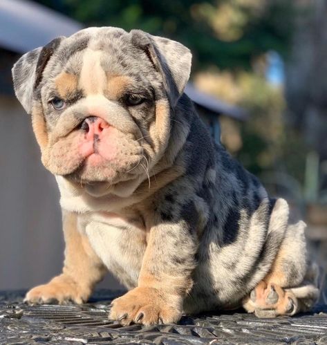 Merle English Bulldog, English Bulldog For Sale, Baby French Bulldog, Cute Bulldog Puppies, Love And Family, Bulldog Puppies For Sale, Cute Bulldogs, English Bulldog Puppies, Very Cute Dogs