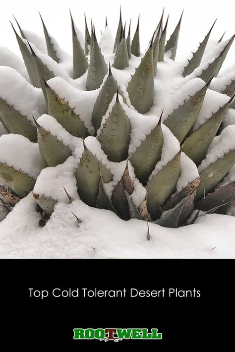 Cold tolerant desert plants that can survive in cold climates #agave #succulents #cactus  #coldweather #desertplants Agave And Cactus Landscaping, Big Cactus Plants Outdoor, Cold Tolerant Succulents, Cactus Plants Outdoor, High Desert Landscaping Ideas, Agave Plant Landscaping, Cactus Garden Outdoor, Southwest Plants, Cactus Garden Ideas