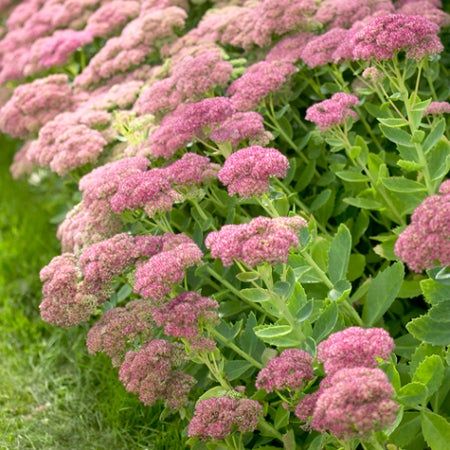 Neighborhood Landscaping, Autumn Joy Sedum, Sedum Autumn Joy, Fall Flowers Garden, Drought Tolerant Perennials, American Meadows, Making Plant Pots, Best Perennials, Deck Porch