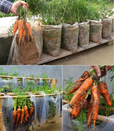 Ras Selah Carrots Growing Tips, Carrots Garden How To Grow, Gardening Carrots, How To Grow Carrots From Scraps, Carrot Planting Hack, Plan Potager, Small Vegetable Gardens, نباتات منزلية, Vegetable Garden Diy