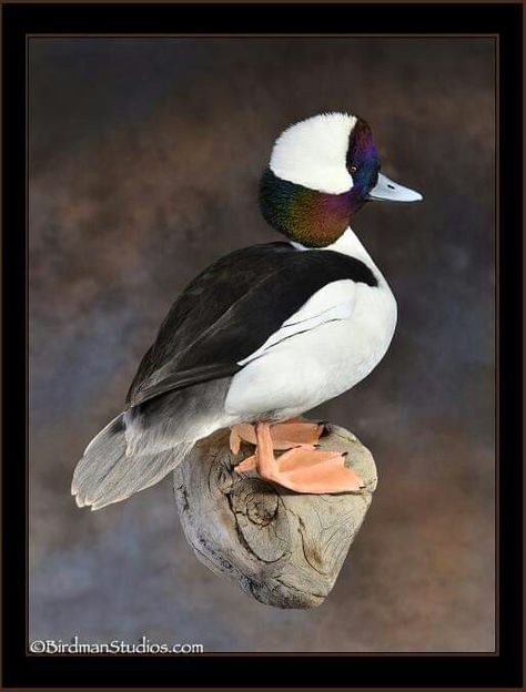 Wood Duck Mounts, Hunting Trophy Room, Bufflehead Duck, Duck Taxidermy, Duck Hunting Decor, Funny Hunting Pics, Duck Mounts, Waterfowl Taxidermy, Duck Mount