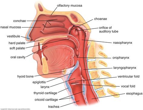 anatomy reference Nasal Cavity Anatomy, Med Notes, Thoracic Cavity, Sinus Cavities, Healthy Person, How To Help Nausea, Soft Palate, Medicine Notes, Medicine Studies