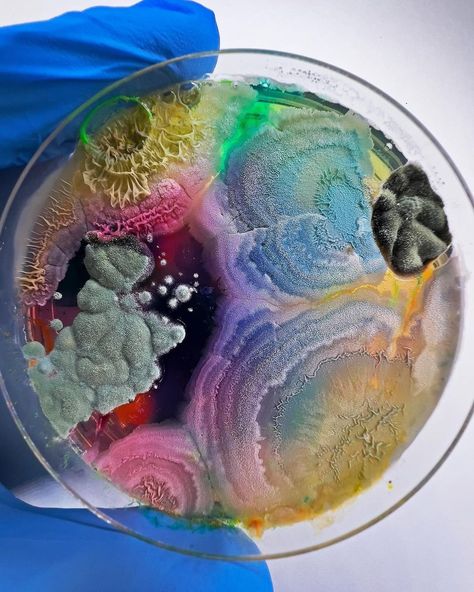 Mold Painting, Lab Assistant, Decay Art, Speculative Design, Visual Library, Growth And Decay, Petri Dishes, Mushroom Cultivation, Biology Art