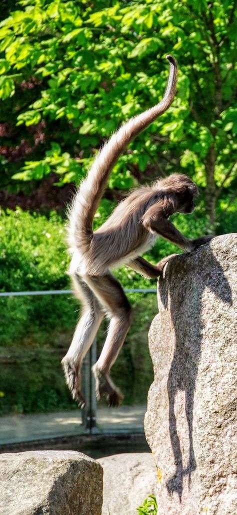 A monkey hopping on to a rock. #Animals #Monkey #Hopping Monkey Anatomy, Monkey Jumping, Animals Monkey, Monkey Jump, Rock Animals, Animal Reference, Animal Anatomy, Animal References, A Monkey