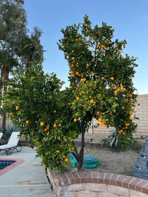 How to Trim an Orange Tree? A Comprehensive Guide! Growing Orange Trees, Tree Guild, Tangerine Tree, Citrus Tree, Landscape Borders, Spanish Garden, Diy Trim, Navel Oranges, Orange Trees