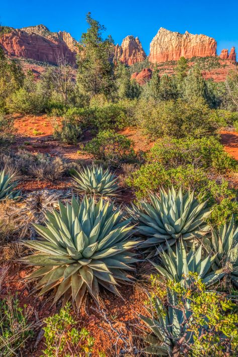 Cacti In Desert, Desert Scenes Landscapes, Desert Cactus Photography, Arizona Desert Aesthetic, Desert River, Desert Landscape Photography, Southwest Photography, Desert Photos, American Desert