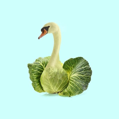 Animal Mashups, Photoshopped Animals, Green Swan, Hybrid Art, Digital Collages, Animals And Plants, Montage Photo, Swans, Funny Art