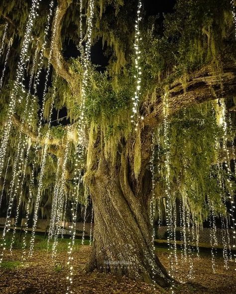 String Lights In Backyard, Lights In Backyard, Bayou House, Brookgreen Gardens, Louisiana Bayou, Murrells Inlet Sc, Hanging String Lights, Lights Ideas, Christmas Light Displays