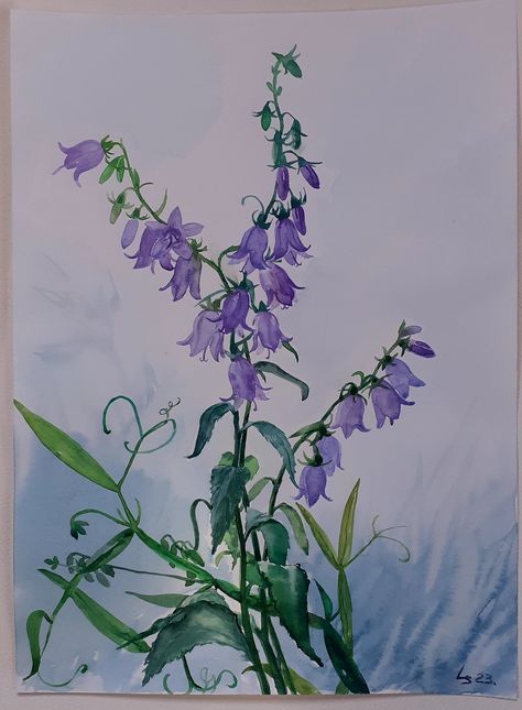 Blue Bell Painting, Blue Bells Flowers, Flower Watercolor Paintings, Blue Bell Flowers Wallpaper, Bluebells Watercolour, Blue Bell Flowers Painting, Watercolor Unique, Blue Bell Flowers, Blue Bell