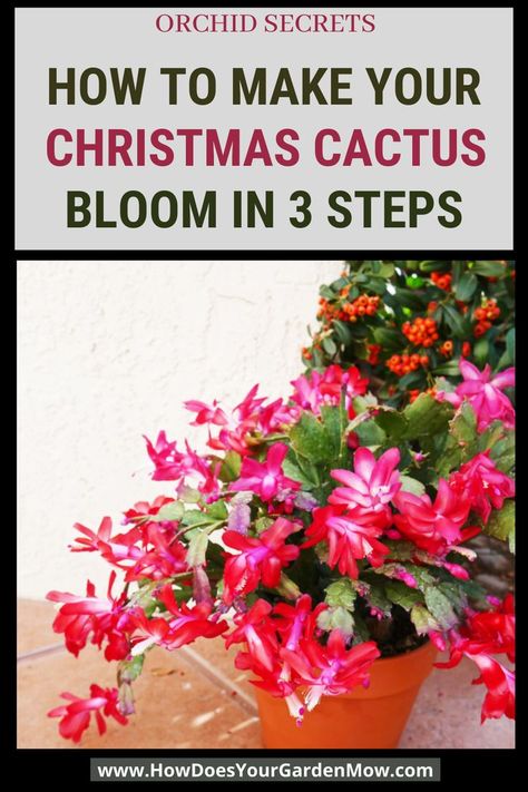 Easter Cactus Vs Christmas Cactus, How To Get Christmas Cactus To Bloom, How To Diy, Xmas Cactus, Overwintering Geraniums, Christmas Cactus Propagation, Inside Flowers, Gardening Inside, Christmas Cactus Care