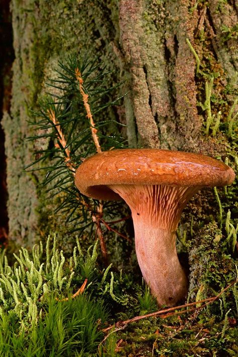 Brown Mushroom Aesthetic, Mushroom Mask, Mossy Mushroom, Red Reference, Forest Ground, Mushroom Pictures, Forest Plants, Fall Mood, Brown Mushroom