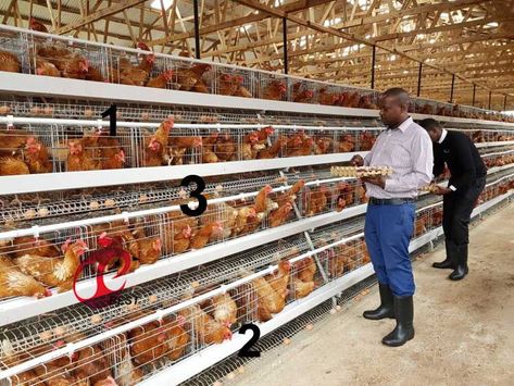 Chicken cage and poultry equipment of Hebei Best Machinery and Equipment Company in Africa Poultry Farm Buildings, Chicken Rearing, Poultry Farm Design, Poultry Business, Quail Coop, Chicken Barn, Poultry Equipment, Portable Chicken Coop, Poultry House