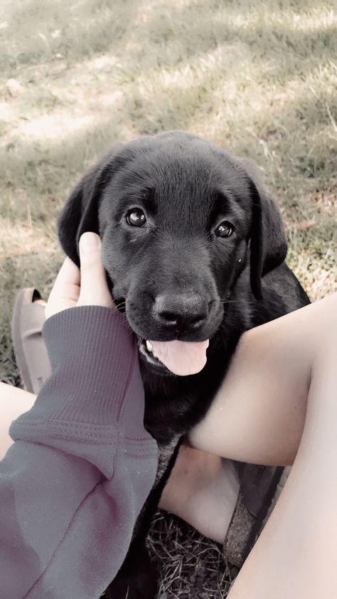 German Shepherd Mix Puppies, Black Lab Puppy, Female German Shepherd, Australian Cattle Dog Mix, Genesee County, German Shepherd Mix, Australian Shepherd Mix, Post Animal, Boxer Mix