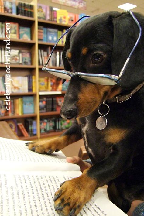 Doxies are smart ;) Crusoe The Celebrity Dachshund, Dachshund Funny, Funny Dachshund, Weenie Dogs, Mini Dachshund, Dachshund Lovers, Dachshund Puppies, Dachshund Puppy, Dachshund Love