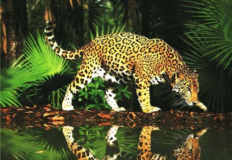 Forests, Jungle animals and Jungles on Pinterest Jaguar Leopard, Jaguar Animal, Cats Tumblr, Amur Leopard, Rainforest Animals, Large Cats, Cat Wallpaper, Leopards, Jungle Animals