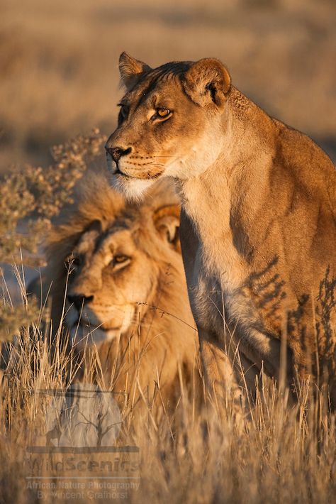 *Kalahari Lions Kiara Lion King, Lion Couple, The Tribe Of Judah, African Savannah, Beautiful Lion, Lion And Lioness, Lion Love, Lion Images, Tribe Of Judah