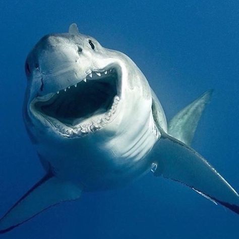 A beautiful happy World Oceans Day to one and all 🦈🌏💙 ⁣#OneOceanOnePlanet #Shark #Love #Ocean #Project0 📷 @seaoflightphotography⁣ ⁣ Happy Shark, Shark Photos, Shark Pictures, Shark Drawing, Shark Gifts, Sharks Funny, Shark Art, Underwater Photographer, Beautiful Sea Creatures