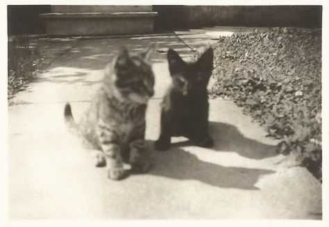 Vintage Cat Photos, Cat Vintage, Cat Black, Antique Photos, Kitty Cats, Silly Cats, New Photos, Vintage Photo, Tabby Cat