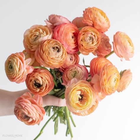 BOHO DIY Wedding Flower Packages | Pinterest-Style Mood Boards |FlowerMoxie — Flower Moxie Peach Ranunculus, Flower Moxie, Ranunculus Flower, Flower Games, Peach Wedding Flowers, Wedding Flower Packages, Ranunculus Flowers, Bride Flowers, Flower Care