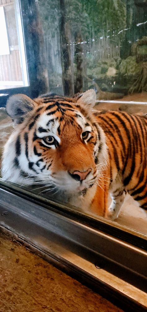 Up close and personal with the tiger at the Toronto zoo Zoo Instagram Story, Tiger Zoo, Zoo Photos, Toronto Zoo, Up Close And Personal, The Tiger, Photo Ideas, Instagram Story, Toronto