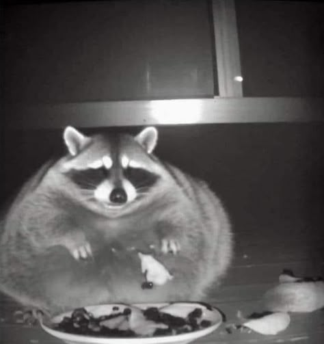 Raccoon And Golden Retriever, Silly Raccoon Pfp, Raccoon Headphones, Raccoon Banner Discord, Raccoon Reaction Pic, Goofy Raccoon, Random Person Photo, Raccoon Eyeliner, Racoon Matching Pfp