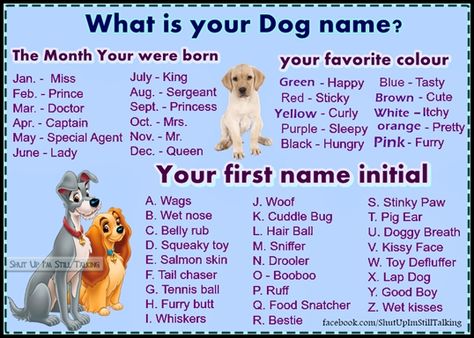 Funny Name Generator, What Is My Name, Dog Quiz, Famous Quotes Inspirational, Fairy Names, Disney Names, Unicorn Names, Fantasy Names, Interactive Posts