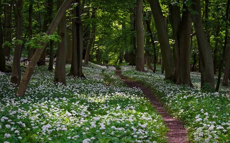 photograph: “wild garlic flowering in woodland” by ukgardenphotos, licensed under CC BY-NC-ND 2.0 / cropped from original English Forest, Hertfordshire England, Garlic Flower, English Aesthetic, Woodland Gardens, English Landscape, Planting Design, Foraged Food, Woodland Flowers