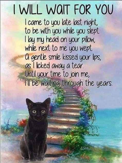 Miss My Cat, Pet Loss Cat, Pet Poems, I Miss My Cat, Cat Love Quotes, Cat Poems, Cat Heaven, Pet Quotes, I Will Wait