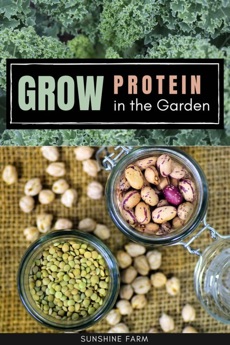 Vegan Gardening, Vegan Pantry, Bush Beans, Pole Beans, Garden Veggies, Food Forest, Food Garden, Veggie Garden, Plant Based Protein