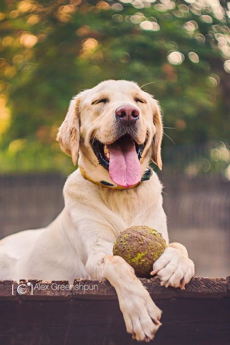 When you're a lab with a tennis ball every day is the best day ever Dogs Pictures, Love My Dog, Wallpaper Vintage, Tennis Ball, Happy Dogs, Happiness Is, Animals Friends, I Love Dogs, Dog Love