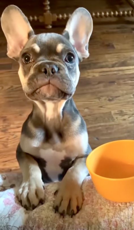 Tan French Bulldog, Baby Bulldog, Super Cute Puppies, English Bulldog Puppies, Cute Little Puppies, French Bulldog Puppies, Little Puppies, Animal Jokes, Bulldog Puppies