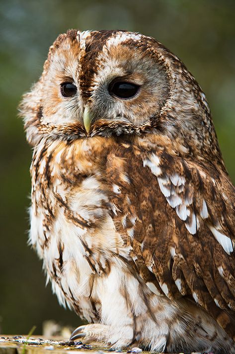 Awesome Owls, Owl Photography, Tawny Owl, Owl Photos, Hoot Owl, Owl Pictures, Beautiful Owl, Owl Bird, Owl Art