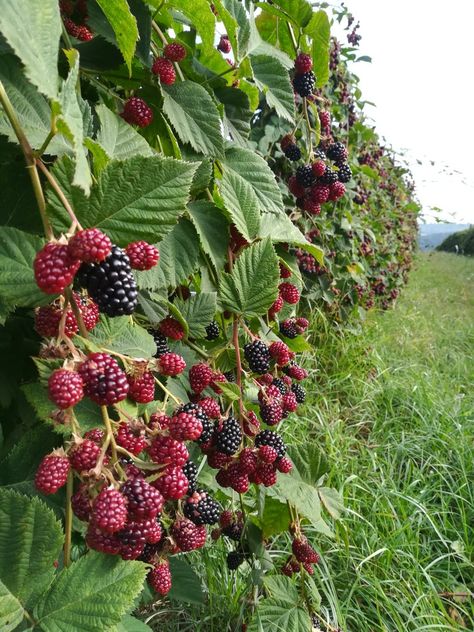 Fruit Forest Garden, Home Fruit Garden Aesthetic, Berry Garden Aesthetic, Fruit And Veg Garden Aesthetic, Wild Fruits And Berries, Food Forest Garden, Vegetable Pictures, Forest Fruits, Garden Fertilizer