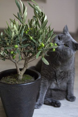 Best gift photo by Milada Vigerova (@mili_vigerova) on Unsplash Olivier En Pot, Cat Friendly Plants, Growing Olive Trees, Olive Plant, Bratislava Slovakia, Poisonous Plants, Russian Blue Cat, Gray Cat, Best Indoor Plants