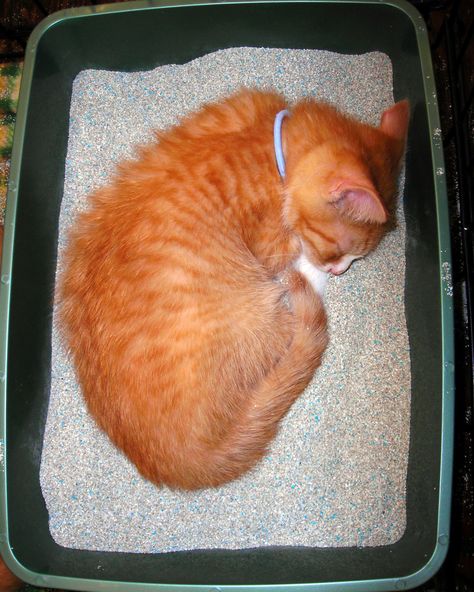 A cat sleeping in the litter box? You won't believe why this happens. Litter Box Smell Hacks, How To Get Rid Of Litter Box Smell, How To Make Cat Litter Not Smell, How To Get Rid Of Cat Litter Box Smell, Self Cleaning Litter Box Cats, Liter Box, Litter Box Covers, Best Cat Litter, Meow Mix