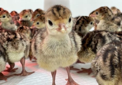 baby turkey Turkey Coop, Turkey Chicks, Female Turkey, Turkey Breeds, Survival Knowledge, Bronze Turkey, Raising Turkeys, Turkey Food, Baby Turkey