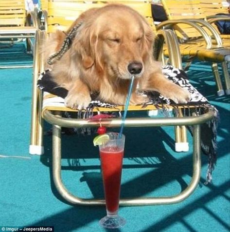 Best Summer Vacations, Drink Station, Love My Dog, Golden Retrievers, A Drink, Summer Drinks, Mans Best Friend, Dog Life, I Love Dogs