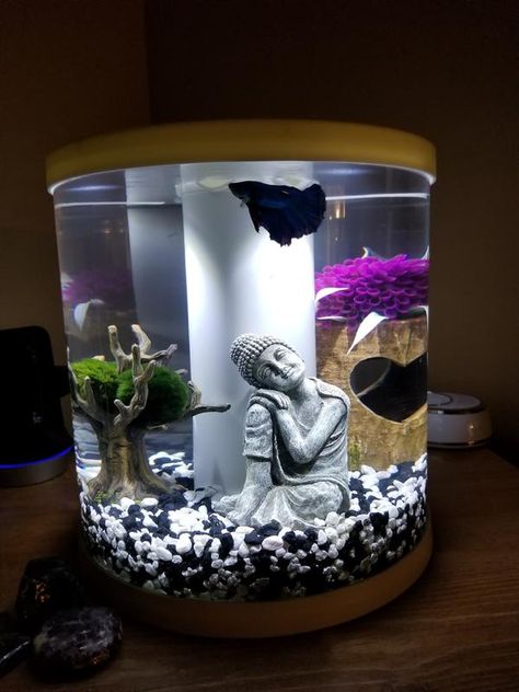 Berta Fish Tank Ideas, Cute Betta Fish Tank Ideas, Glofish Tank Ideas, Pretty Fish Tank, Small Fish Tank Ideas, Fish Aquarium Decorations, Fish Tank Themes, Glass Fish Tanks, Fish Tank Terrarium