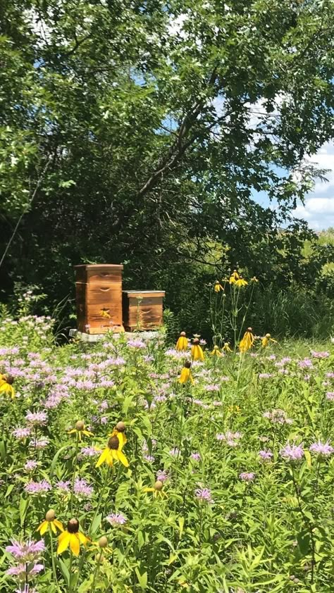 Home Steading Farms, Apiary Aesthetic, Owning Land Aesthetic, Cottagecore Farm Aesthetic, Bee Farm Aesthetic, Beekeeper Aesthetic, Food Garden Aesthetic, Bee Keeping Aesthetic, Commune Aesthetic