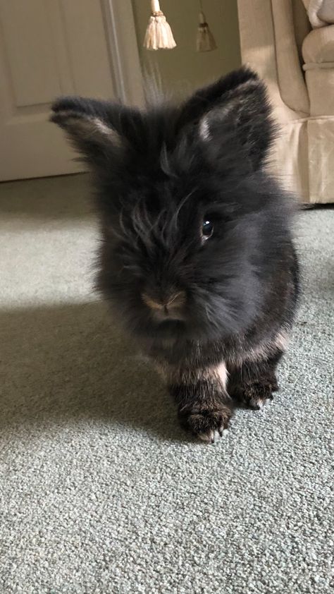 Lion Head Rabbit, Lion Head Bunny, Lionhead Bunny, Lionhead Rabbit, Female Lion, Black Lion, Fluffy Bunny, Rabbit Lover, Cute Baby Bunnies