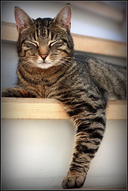 Cats Smile, Brown Tabby Cat, Cat Tabby, Brown Tabby, Tabby Cats, Sweet Cat, Sleepy Cat, Spock, Domestic Cat