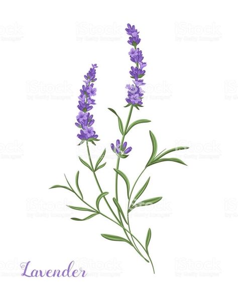 Lavender Tattoo, Botanical Tattoo, Dainty Tattoos, Flower Art Images, 자수 디자인, Lavender Flowers, Tattoo Sketches, الرسومات اللطيفة, Botanical Illustration