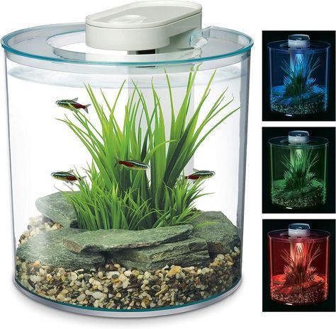 If you need a hobby having fish is perfect Desktop Aquarium, Marine Fish Tanks, Aquarium Set, Aquarium Led, Fish Tank Decor, Fish Home, Online Pet Store, Betta Fish Tank, Blue Lighting