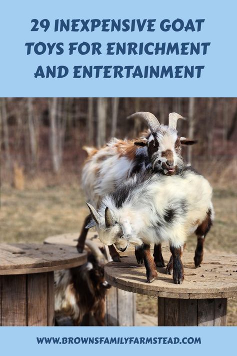 Goats playing on wooden spools with text: "29 Inexpensive Goat Toys for Enrichment and Entertainment". Diy Animal Enrichment, Animal Enrichment Ideas, Goat Enrichment Ideas, Goat Enrichment, Diy Goat Toys, Pallet Playground, Curious Animals, Goat Playground, Goat Ideas