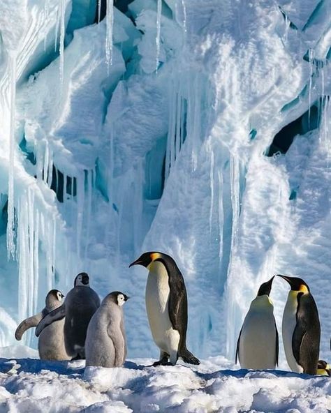 National Geographic Archives, Penguin Parade, Emperor Penguins, Black And White Birds, Penguin Love, Emperor Penguin, White Bird, Bird Pictures, Cute Penguins