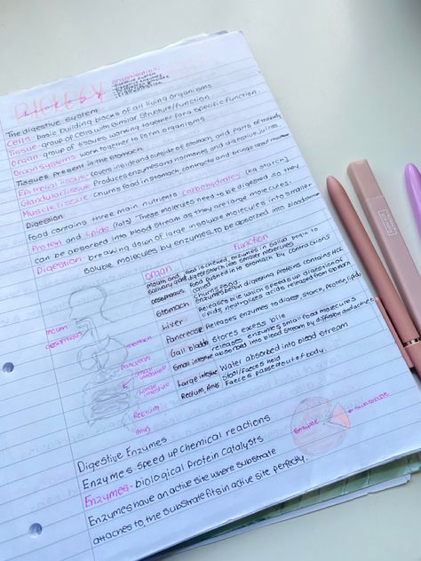 ignore the handwriting its kinda messy 😭#notes #aesthetic #fashion #aestheticnotes #pinknotes #school #british #handwriting #handwritten #biology #biologynotes British Handwriting, Messy Notes Aesthetic, Notes Messy, Messy Notes, School British, Notes Aesthetic, Food For Digestion, Organ System, Biology Notes