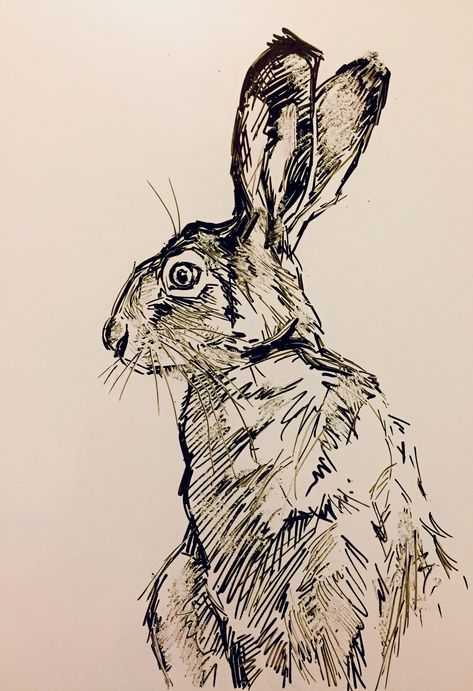 Jack Rabbit Drawing, Hare Sketch, Hare Tattoo, Rabbit Sketch, Hare Drawing, Wild Hare, Rabbit Drawing, Bunny Art, Doodle Sketch