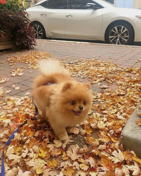 Spitz Pomeranian, Cute Dog Wallpaper, Cute Pomeranian, Cute And Cuddly, Tiny Puppies, 강아지 그림, Really Cute Dogs, Cute Little Puppies, Wallpaper Cute