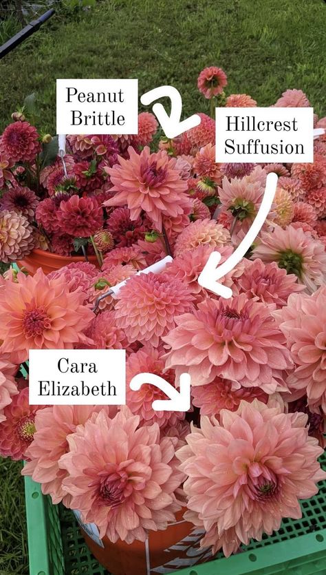 Dahlia Flower Garden, Dahlia Varieties, Type Chart, Cut Flower Farm, Dahlia Bouquet, Porch Flowers, Dahlias Garden, Growing Dahlias, Garden Flower Beds